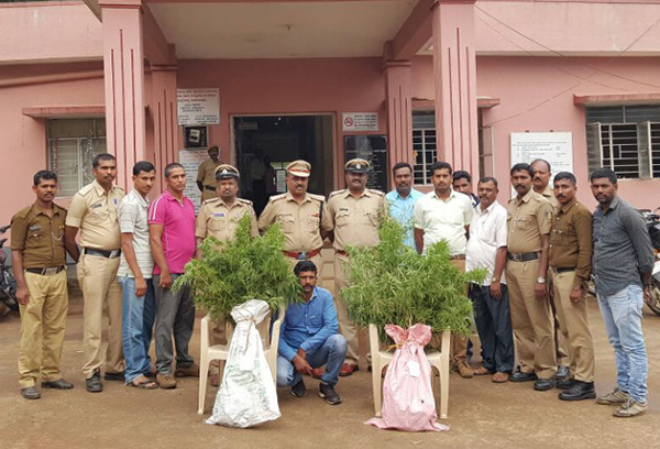 ಗಾಂಜಾ ಬೆಳೆ: ಓರ್ವ ಬಂಧನ